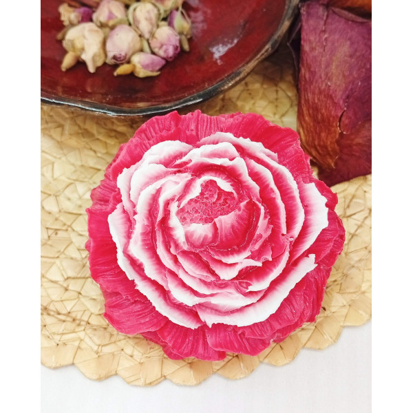 Mýdlová pivoňka plná, červenobílá